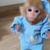 monke 